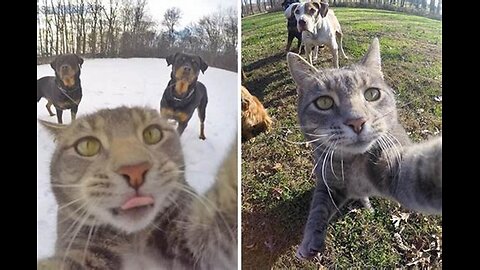 Funny Dogs And Cats Videos 2024 😅