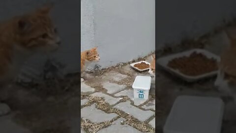 Türkiye; Land of Cute Street Cats and Kittens