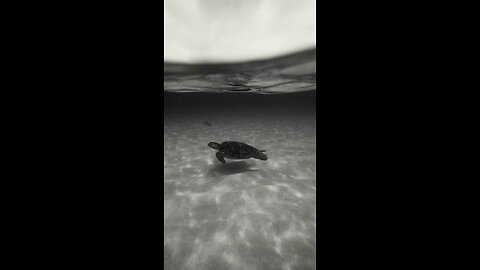 "Journey of the Ocean Wanderer: The Life of a Sea Turtle"