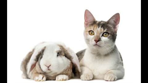 A rabbit sleeps next to a cat