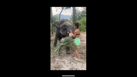 elephant funny