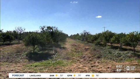 Orange juice prices rise as Florida citrus farmers struggle to survive