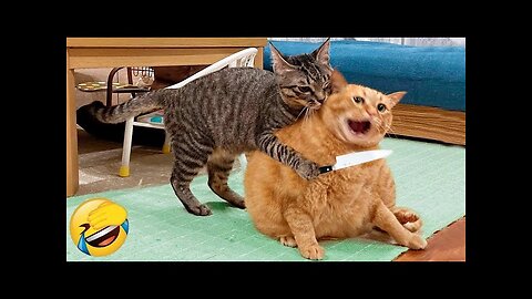Cat 🐈 funny video full 🤣 Entertainment Don't Try Laughing 🤣