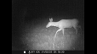 Mule Deer (Including Newborn Baby Deer) Caught on Trail Camera in Western U.S.