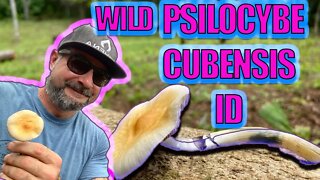 HOW TO IDENTIFY WILD PSILOCYBE CUBENSIS (Never make a mistake again!)