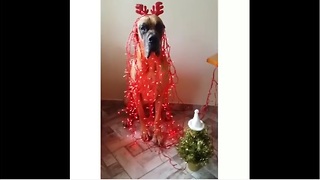 Great Dane hilariously gets into the Christmas spirit