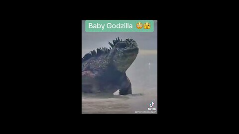 Baby Godzilla 😳🫣😳