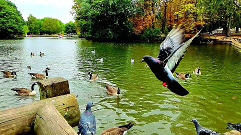 Boating Lake - Alexandra Palace.