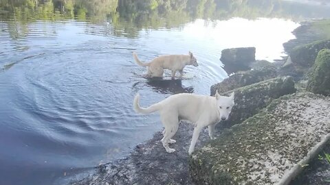 Suwannee River Fun