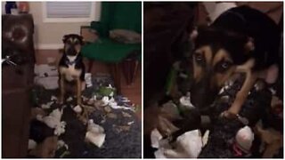 Dog decides to investigate the trash while his owners are out