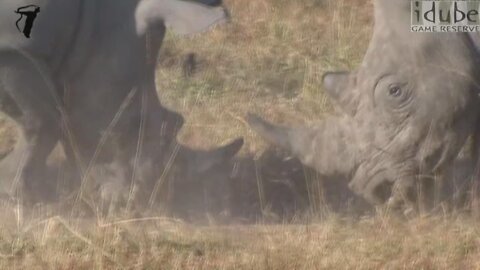 Endangered White Rhino Bulls Engaged In Battle!