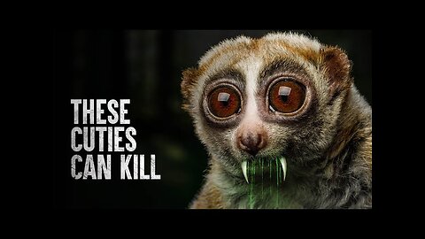 Top 10 Cutest Animals That Can Kill You!