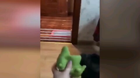 Funny video playing Cat 😺😺 with toy 😂😂