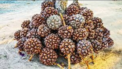 Water Palm Fruit Harvesting - Nipa Palm Fruit Juice - Making Sugar From Nipa Palm