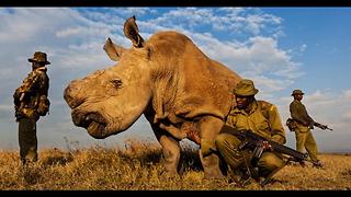 Sudan: The Last Northern White Rhino in the World