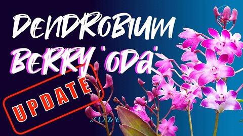 Dendrobium Berry 'Oda' UPDATE after the great 2021 divide | Leca & self watering #CareCollab