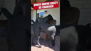 My Dog Creating TROUBLE! #shorts #funnydogs #viral #pets