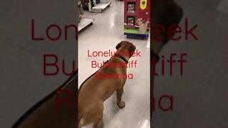 Puppy sounds. LonelyCreek bullmastiff