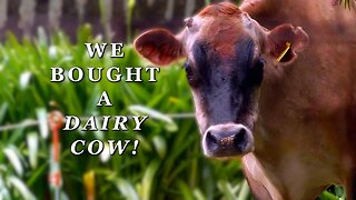We bought a DAIRY COW! | A Free Range farm life update for November- Free Range Homestead Ep.58