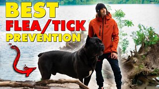 BEST Flea Tick Prevention Cane Corso Heat KILLS Your Dog