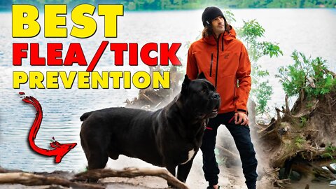 BEST Flea Tick Prevention Cane Corso Heat KILLS Your Dog
