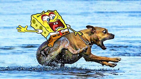 Spongebob Rides a Crazy Dog | Funny Cats and Dogs Videos | Woa Doodles