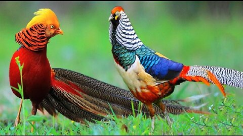 Buetyful Golden pheasents and Wading birds