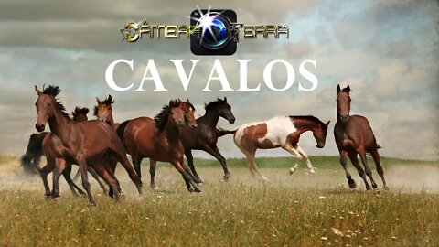 🌎Câmera Terra |Os Mais Lindos Cavalos Selvagens | Vídeo de Cavalo |Cavalos Correndo |2021