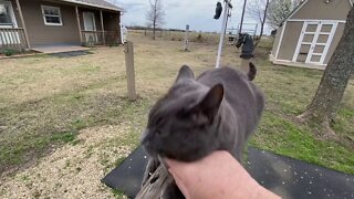 Horses Finding & Locating Food With Their Nose Using The Wind