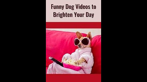 Funny Dog Animal videos for kids