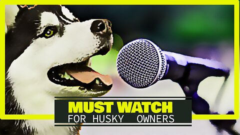 motivated husky - funny dogs video