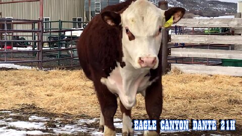 Eagle Canyon Herefords 2022