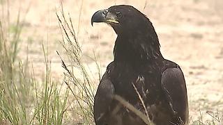 Bald eagle released in Cape Coral Florida