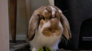 Beautiful bunny eats parsley closeup