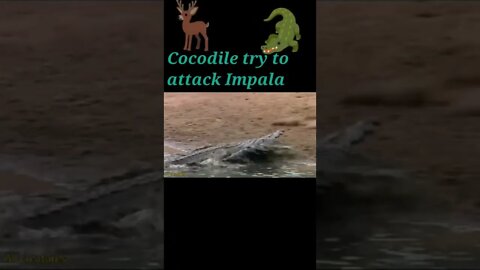 Cocodile try to attack antelope 🦌#shorts #youtubeshorts