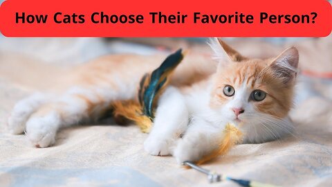 How Cats Choose Their Favorite Person?