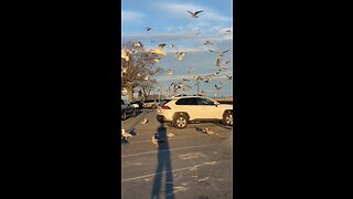 Seagulls going brazy