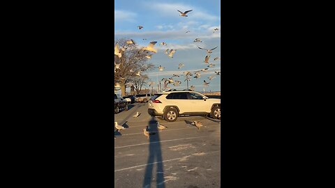 Seagulls going brazy