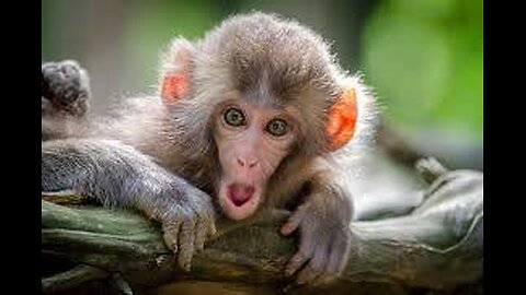 #MonkeyLove 🐵❤️ #MonkeyBusiness 🐒💼 #WildMonkeys 🌿🐒