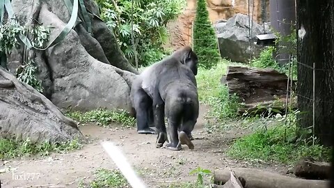 funny#Animal video#Elepehent #gorilla's