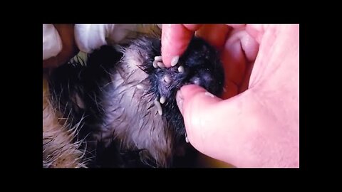 Removing Monster Mango worms From Helpless Dog! Animal Rescue Video 2022