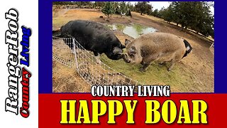 Happy Boar Pig, Idaho Pasture Pig Breeding Program