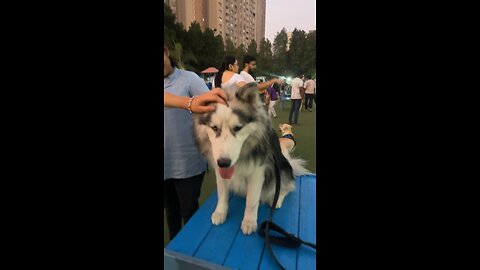 Husky and golden retriever god in dog park Gachibowli