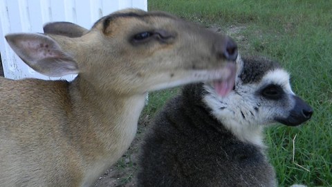 Animal Best Friends: Lemurs, Kangaroos & Deer