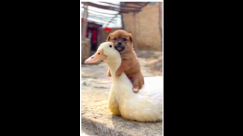 Cute Baby Dog Funny Video