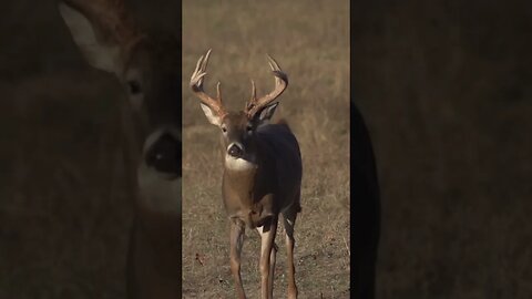 If you bust a buck during the rut, you'll NEVER see him again!? #deer #deerhunting #hunting