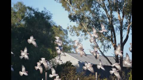 Photos of Galahs in flight.