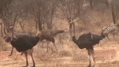 Ostriches and Zebras. Ostrich Runs