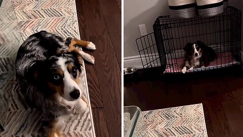 Dog Owner Trains Her Pup Using Harry Potter Commands