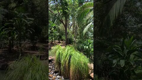 Gold Coast Regional Botanic Gardens #4k #qld #australiancity #travel